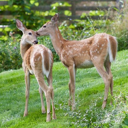Windborne Bed & Breakfast キャッスルガー エクステリア 写真