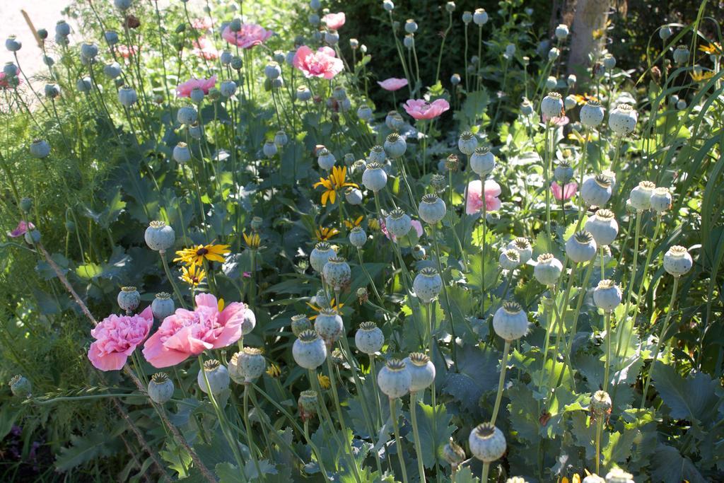 Windborne Bed & Breakfast キャッスルガー エクステリア 写真